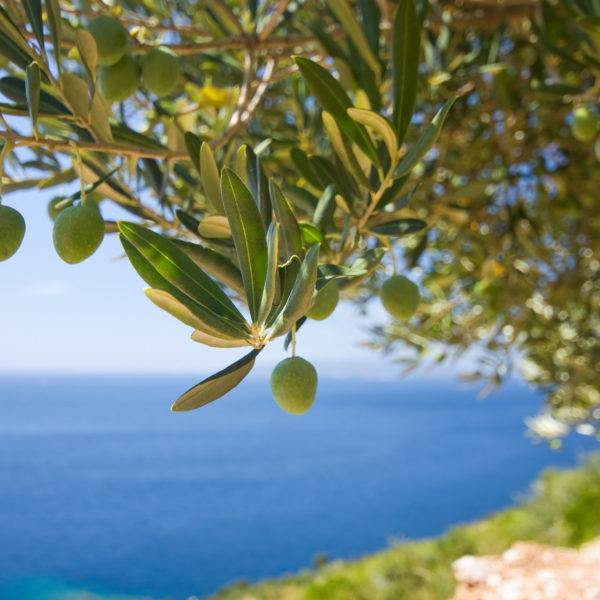 sphera-olive-19