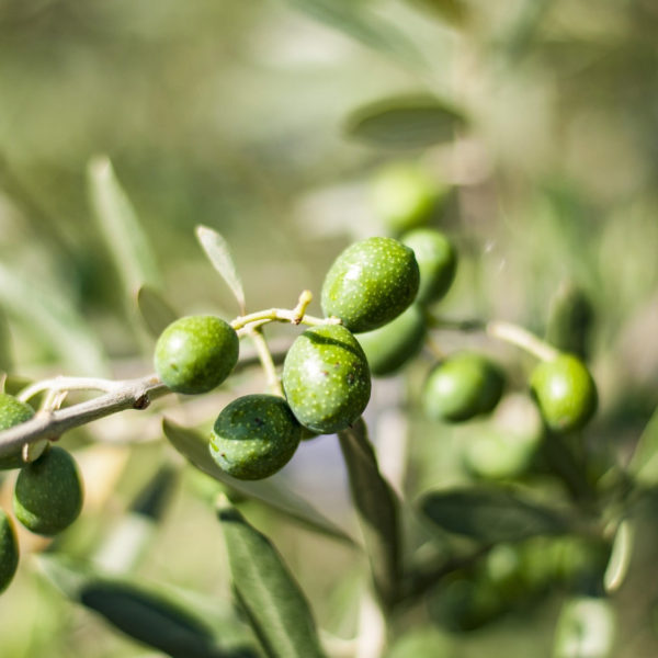 sphera-olive-4
