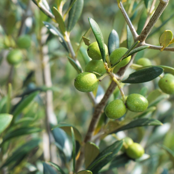 sphera-olive-5